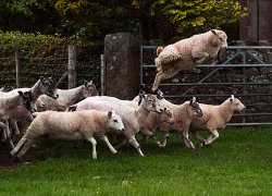 Are ewe in a hurry by Janice Carrol - commended