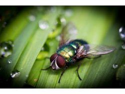 At rest after the rain by Alan Melville(19)