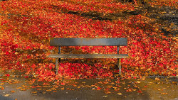 Autumn Seat by Brian Thompson - commended