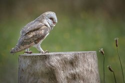 Barn Owl - 18 points - David Price