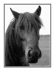 Black Beauty by Terry Bristow - 18 points