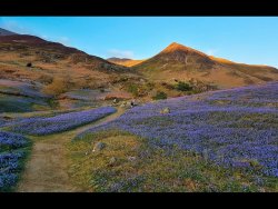 Bluebells by Ian Cutts - Commended