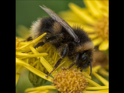Busy bee by Jason Willis - Commended