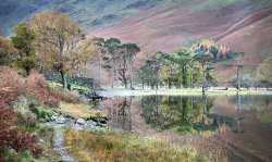 Buttermere Pines by David Price - Commended