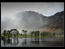 Buttermere Pines by Ian McConnell 3rd