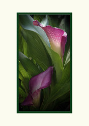 Calla Lillies by Mary Thompson (19 points)