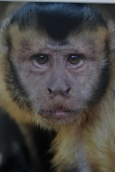 Capuchin by Ann Draper (18)