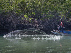 Casting the net by Graham Harcombe (18)