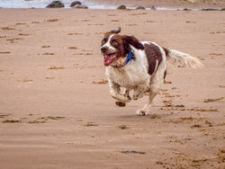Catch me if you can by Janice Carrol - Highly Commended