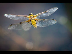 Caught in Flight by Derrick Young - Commended