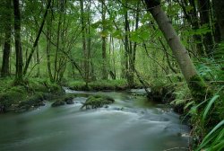 Commended - Grizedale by Graham Harcombe