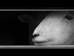 Commended - Lambs To The... by Linda Duncalf