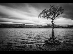 Commended - Loch Lomond Tree by Graham Harcombe