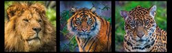 Commended - The mighty three by Jason Willis