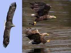 Commended - White Tailed Eagles by Jeremy Malley Smith