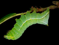 Copper underwing Larvae by J Malley Smith(18)