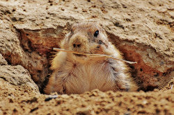Dave by Terry Bristow - Highly Commended
