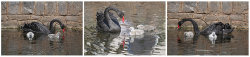 Dawlish swans by Karen Haile - Commended
