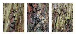 Dinorwic quarry details by Adrian Gidney Commended