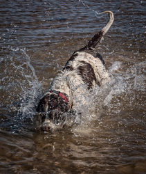 Dog diving by Janice Carrol - Commended