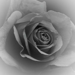 Dream rose by Mary Thompson - 19 points