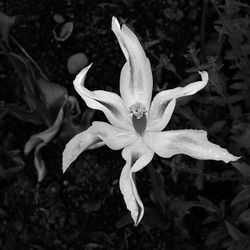 Dying Tulip by Mary Thompson - Commended