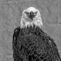 Eagle by Jason Willis - 18 points