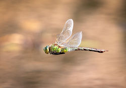 Emperor Dragonfly by David Price - Highly Commended