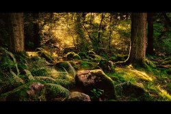 Eskdale Wood by Rob Duncalf - 2nd place