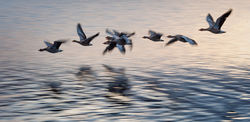 Flyby by Adrian Gidney - Highly Commended