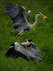 Food fight by Chris Wood- 2nd Place