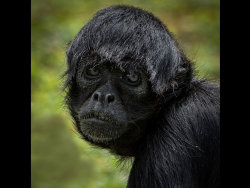 Gibbon by Jason Willis - Commended