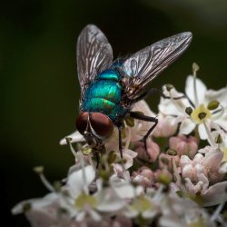 Greenbottle by Adrian Gidney- Highly Commended