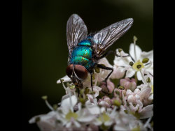 Greenbottle by Arian Gidney - Highly Commended