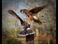 Hawk Attack by Rob Duncalf - Highly Commended