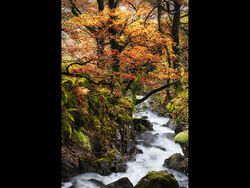 Highly Commended - Autumn Stream by Rob Duncalf