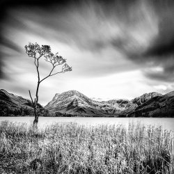 Highly Commended - Buttermere Tree by Rob Duncalf