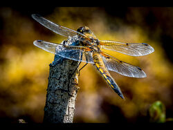 Highly Commended - Dragonfly by Alan Wilson