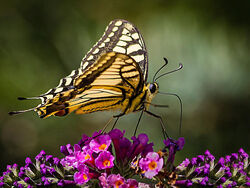 Highly Commended - Feeding Swallowtail by Derrick Young