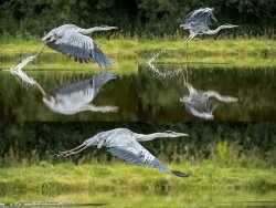 Highly Commended - Heron Taking Off by Jeremy Malley Smith