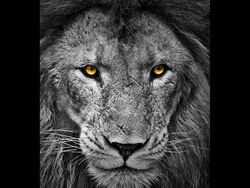 Highly Commended - Lion Eyes by Rob Duncalf