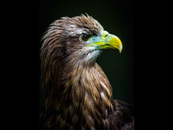 Highly Commended - Prey for you by Alan Wilson