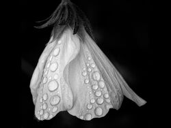 Highly Commended - Wet Kirstenbosch Flower by Rob Duncalf