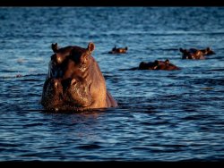 Hippos in the Chobe river by J Malley Smith(18)