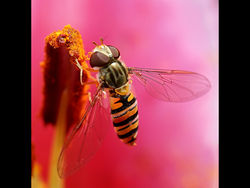Hoverfly by Ian McConnell 19pts