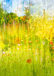 Impression of a Wildflower Meadow by Ann Healey - Commended