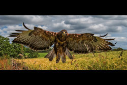 Incoming by Chris Wood - Highly Commended