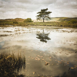 Kelly Hall Tarn by Ann Healey 1st