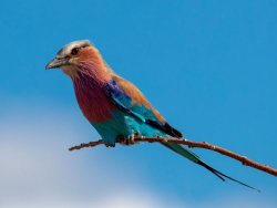 Lilac breasted roller by J Malley Smith (18)
