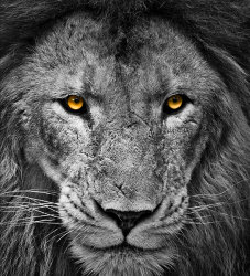 Lion Eyes - 19 points - Rob Duncalf